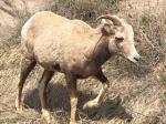 id:2809 : 2019-04-08/thumbs/longhorn_sheep_roaming_in_the_badlands_national_park.jpg