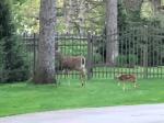 id:2831 : 2019-05-27/thumbs/bambi_and_mom_on_our_lawn....jpg